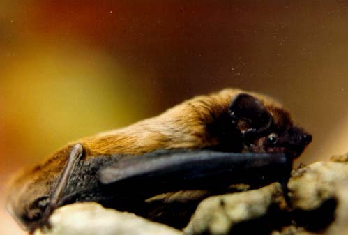 Lesser noctule